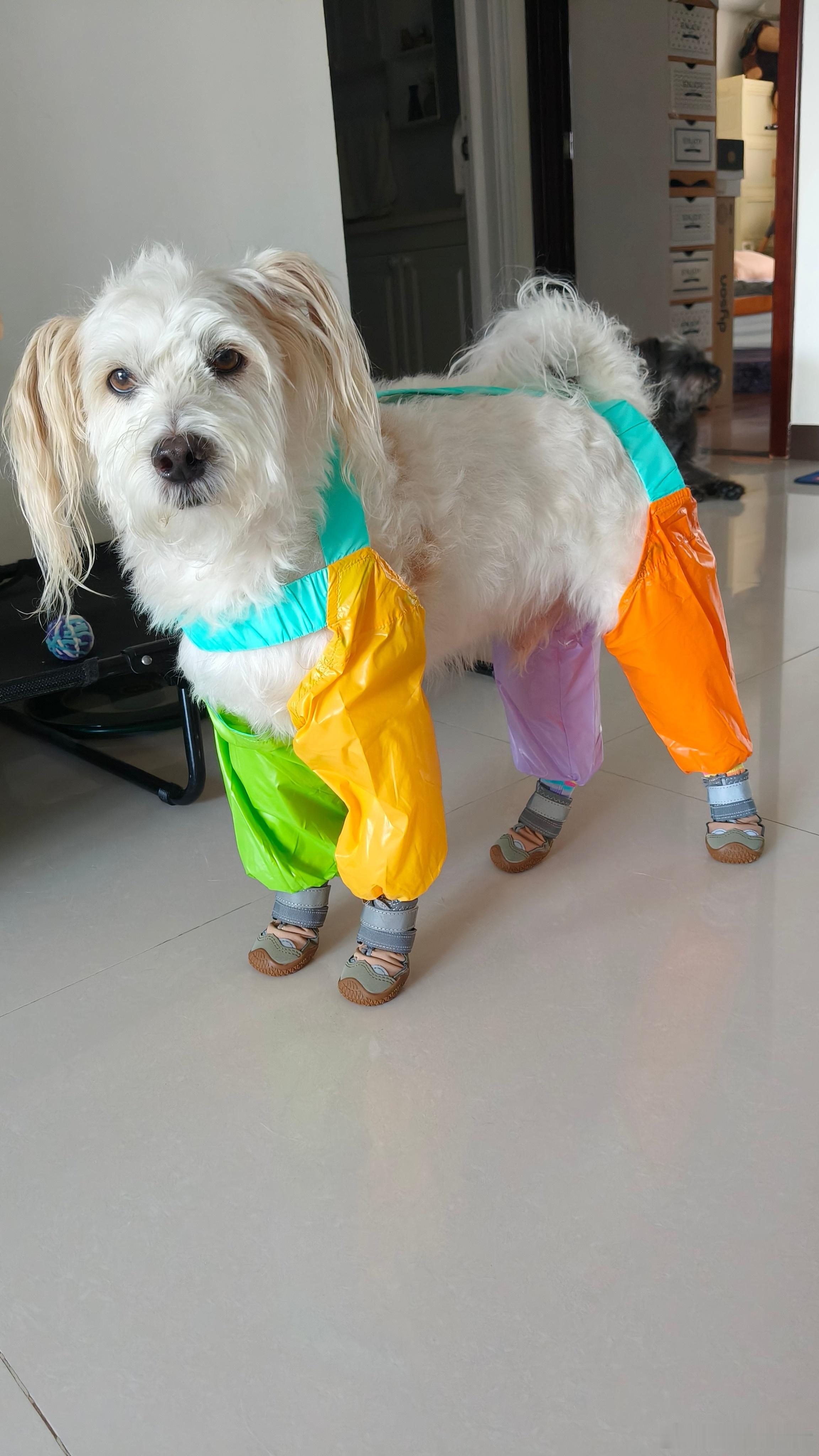 一气儿给王子买了四件衣服，一件雨衣三件防脏裤，最近养狗的人们都意识到了遛狗回来狗