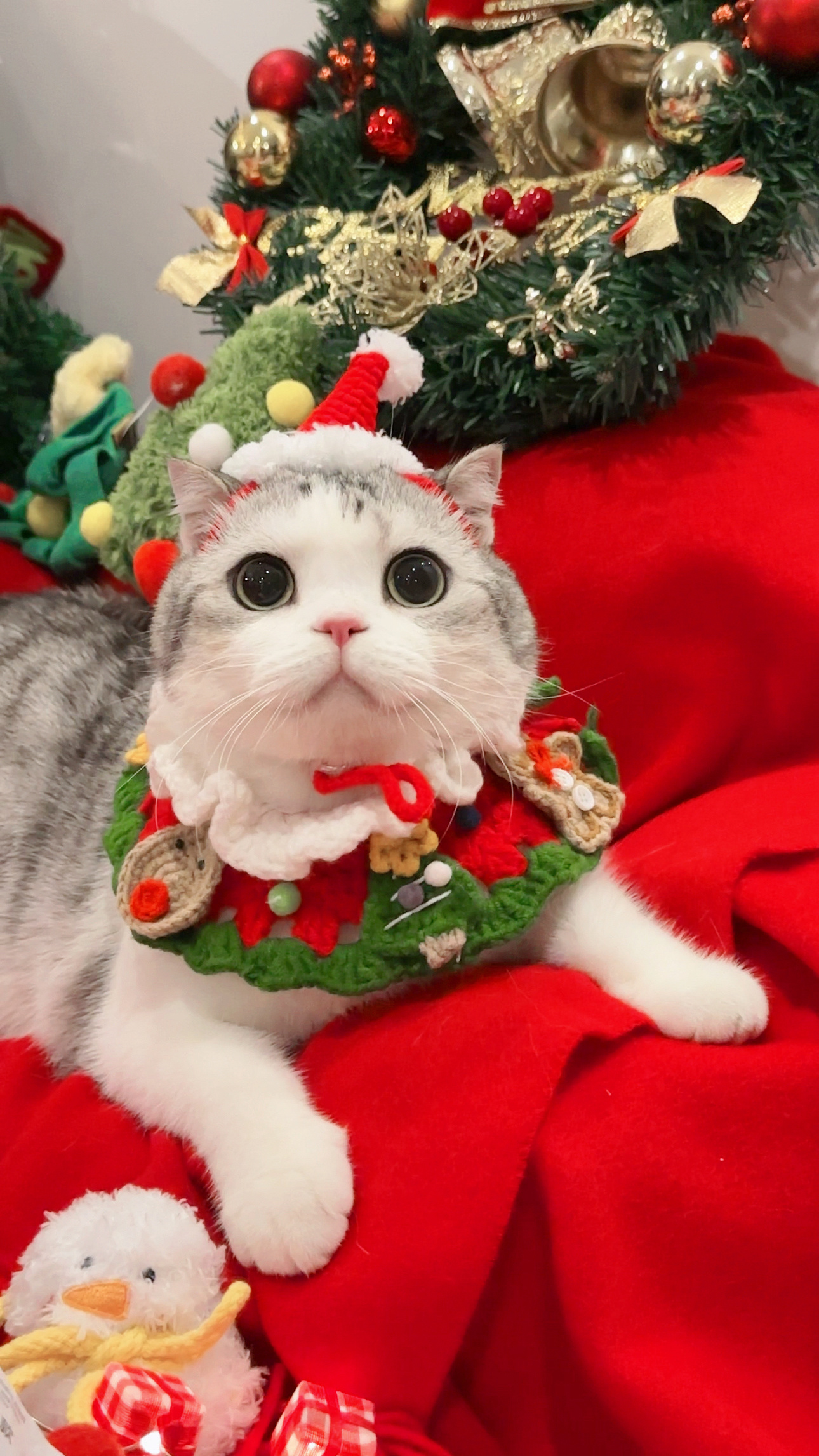 🎄 𝓜𝓮𝓻𝓻𝔂  𝓒𝓱𝓻𝓲𝓼𝓽𝓶𝓪𝓼 🎄#萌宠初