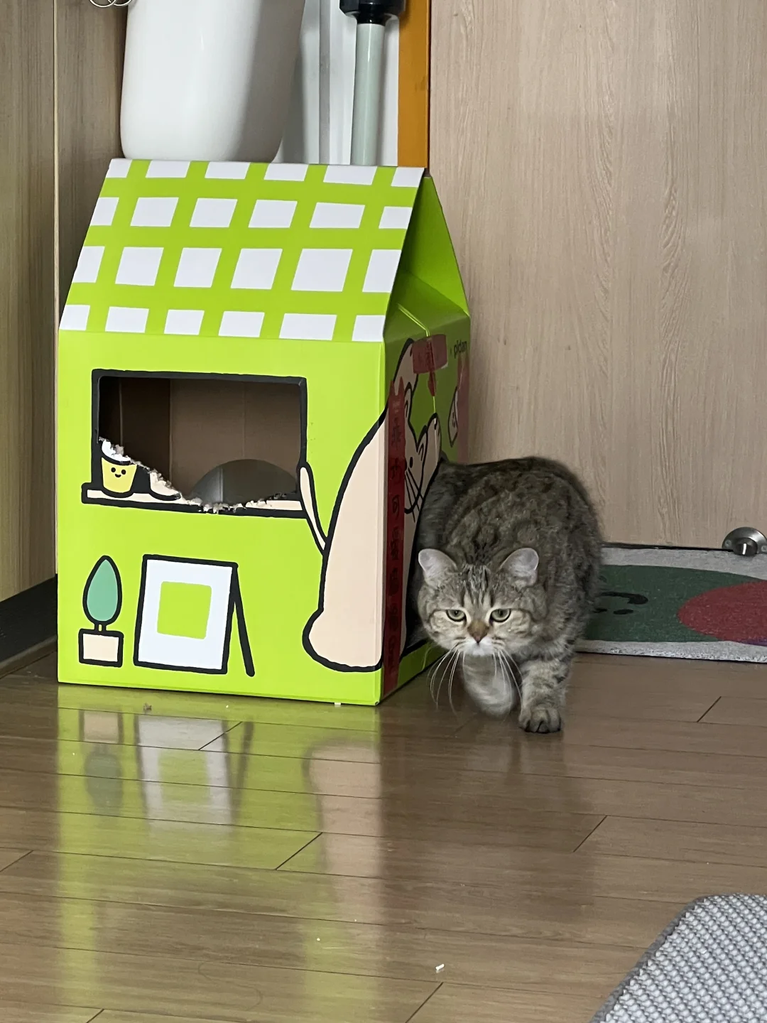 猛虎出洞，请姨姨们注意安全⚠️