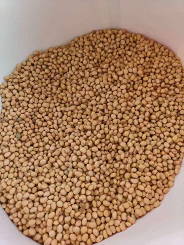 一粒黄豆的往事