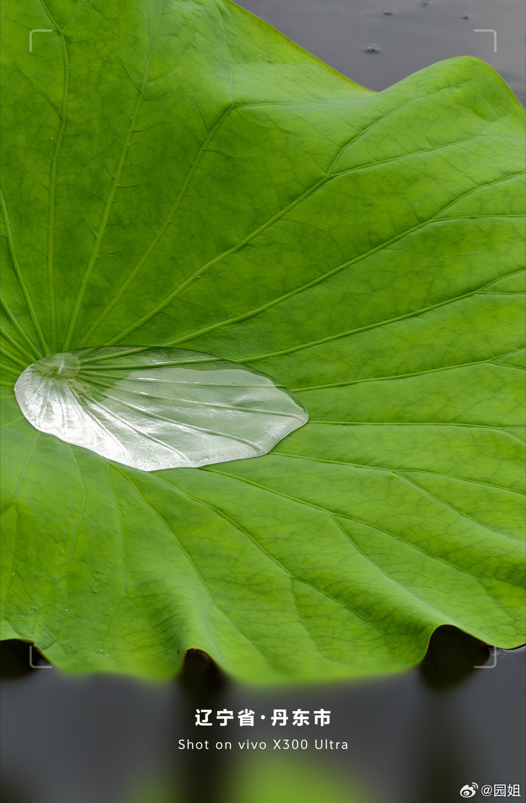 我们附近一个公园的池塘里种满了荷花，这个季节刚好绽放，荷花开起来确实很漂亮，突然