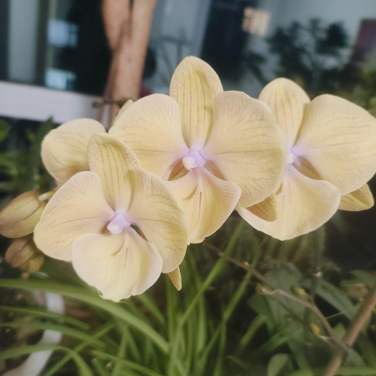 养猪人老宋给大家拜个年，祝条友们马年大吉大利发大财！马年发猪财！