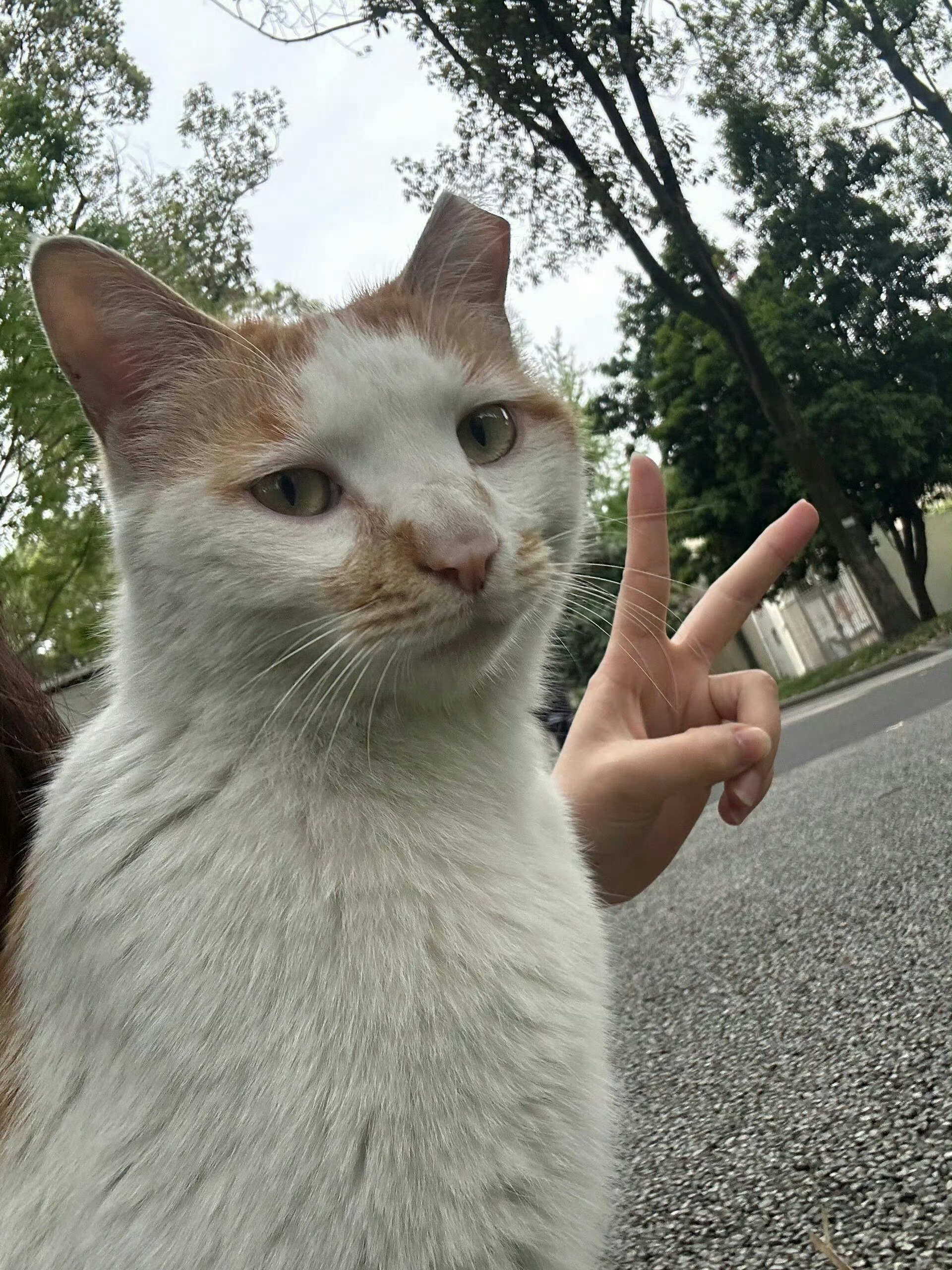 猫咪：对生活比个耶✌️ 