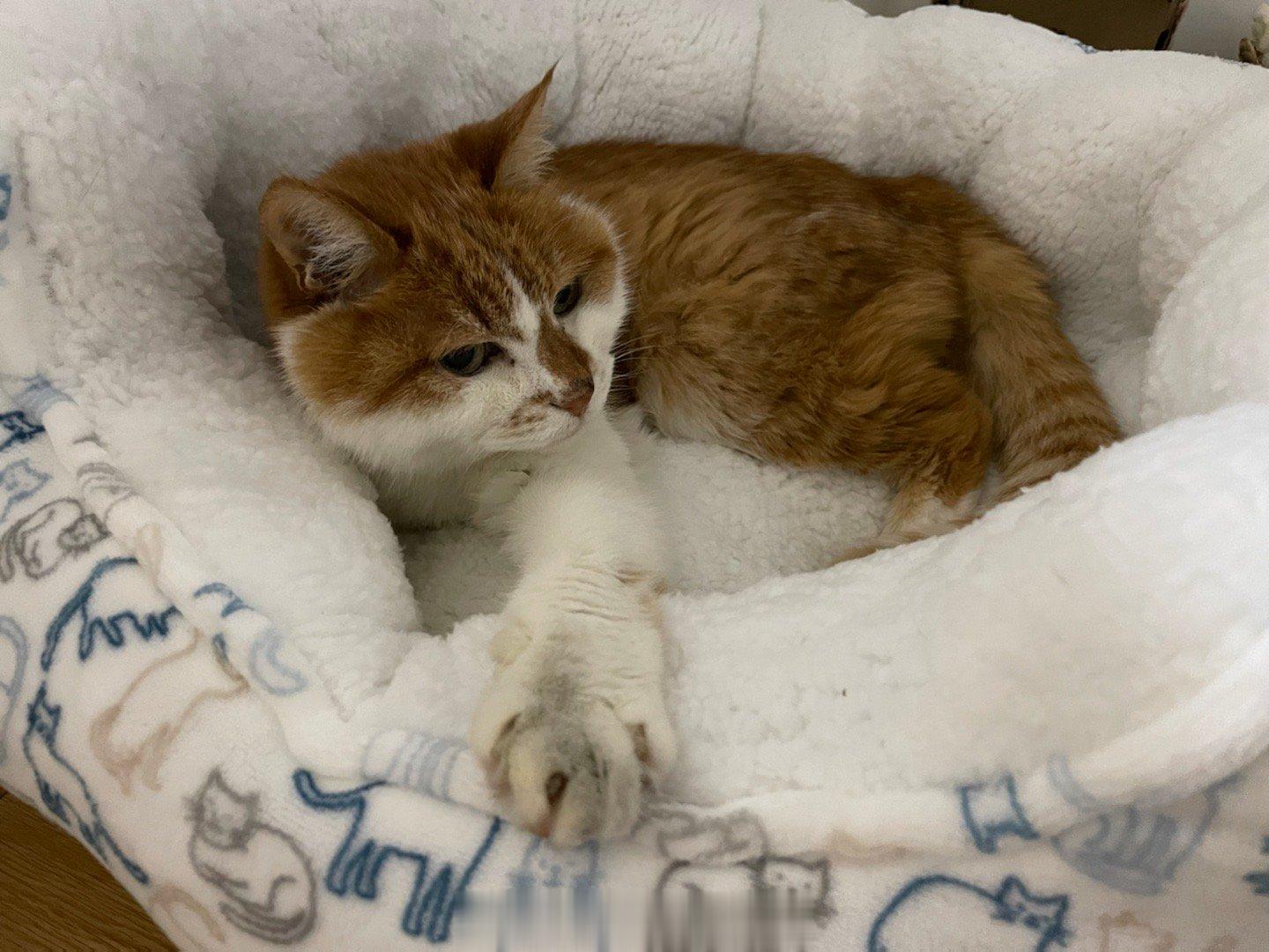 #萌宠那些事[超话]# 下雨下透了很冷的，果断启用夏天就买的反季新窝，可是jio