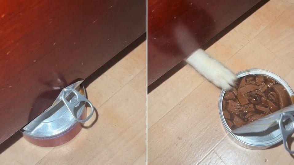 每只猫的个性不同，但就是这份傲娇、自主独立的魅力，让许多鏟屎官愿意臣服于它们！
