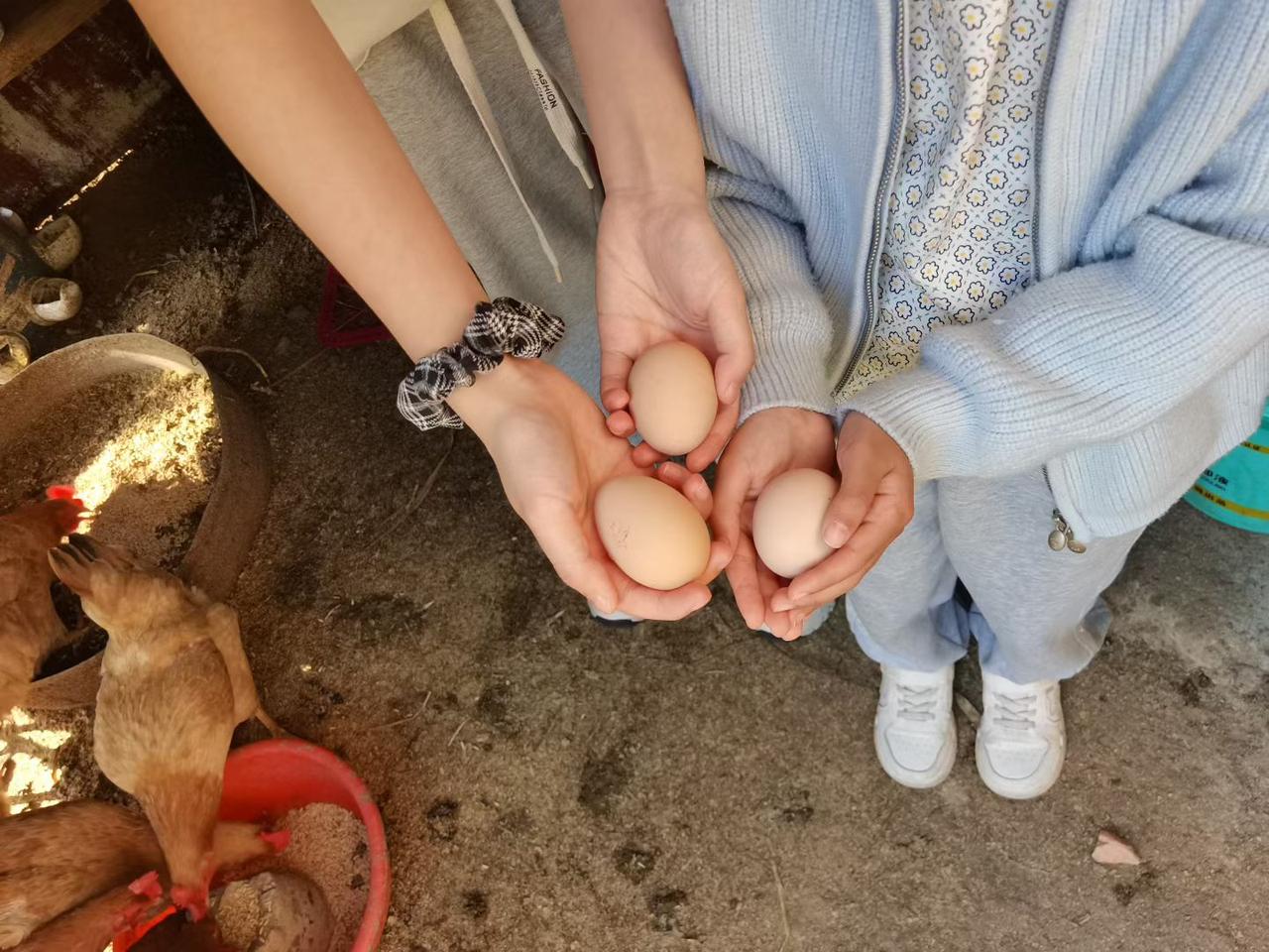 鸡蛋的故事
     ——来自同事的分享

到底是先有鸡？还是先有鸡蛋？