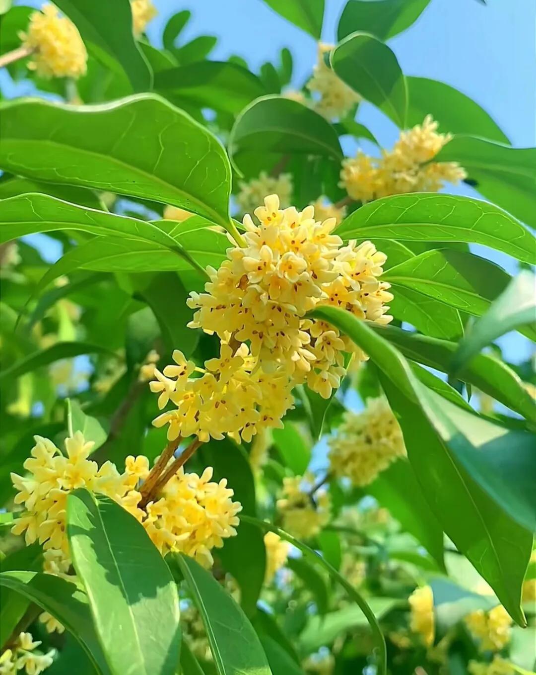 #上联：雨打翠竹醒，求下联：…？#风拂桂花香