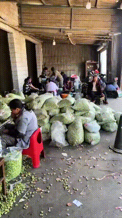 工人用嘴剥蚕豆，看完瞬间没胃口！
实拍批发市场工人处理蚕豆，居然直接用嘴剥壳加工