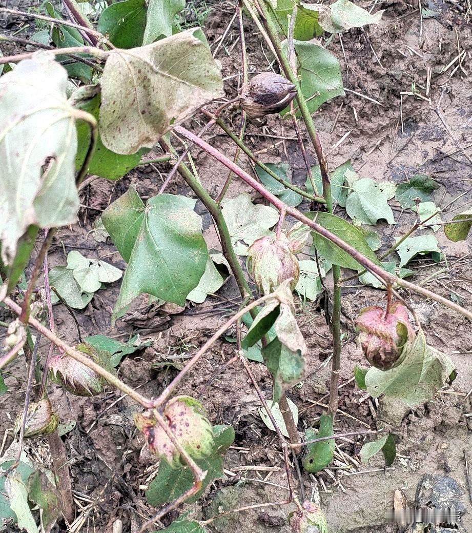 像我们普通人，幸福不就是一日三餐里面的烟火吗？
有班可上，有活可干，有工资可拿。