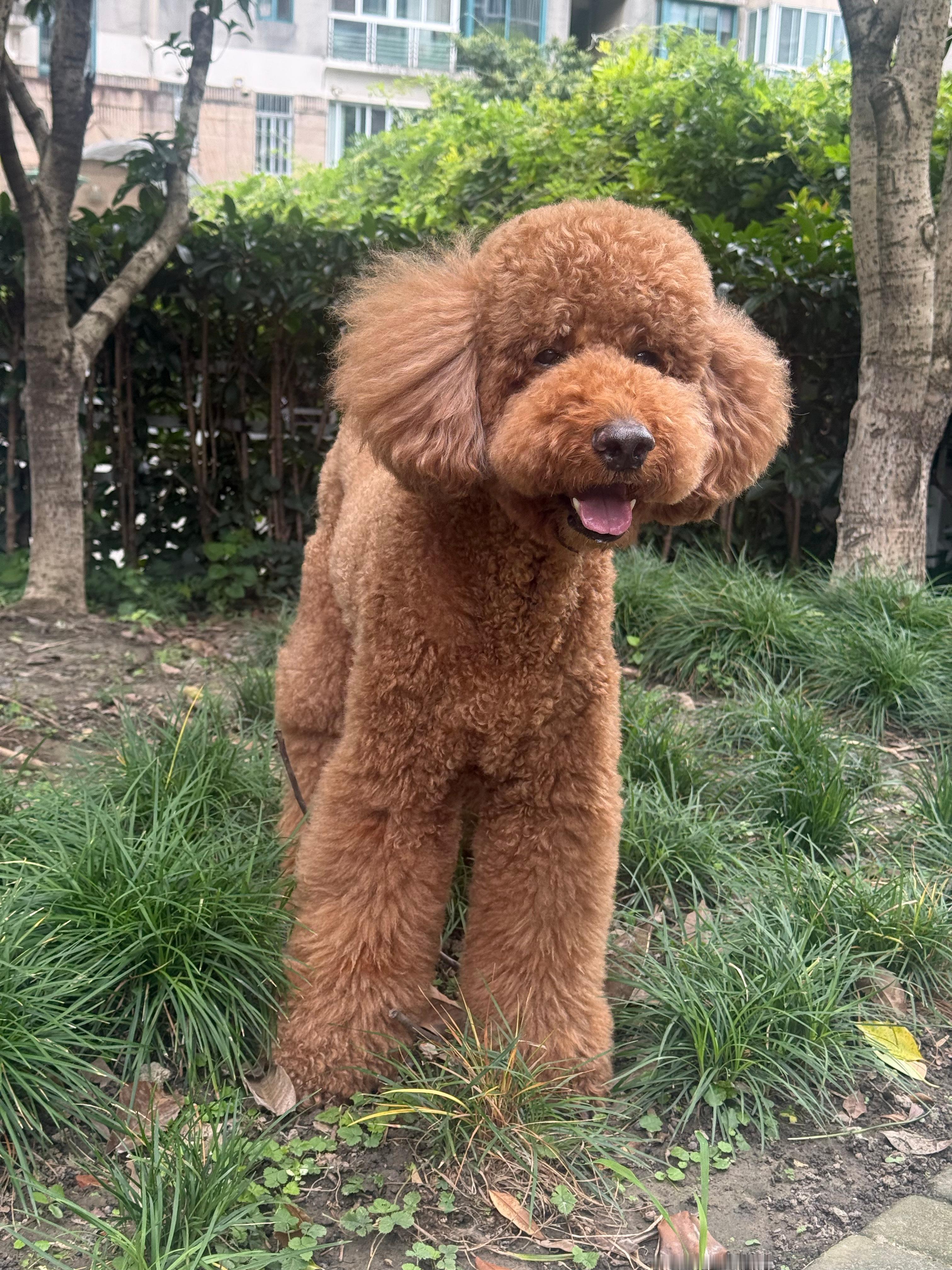 mia的plog时刻 早上好呀~今天要像小狗一样开心哦🐶 