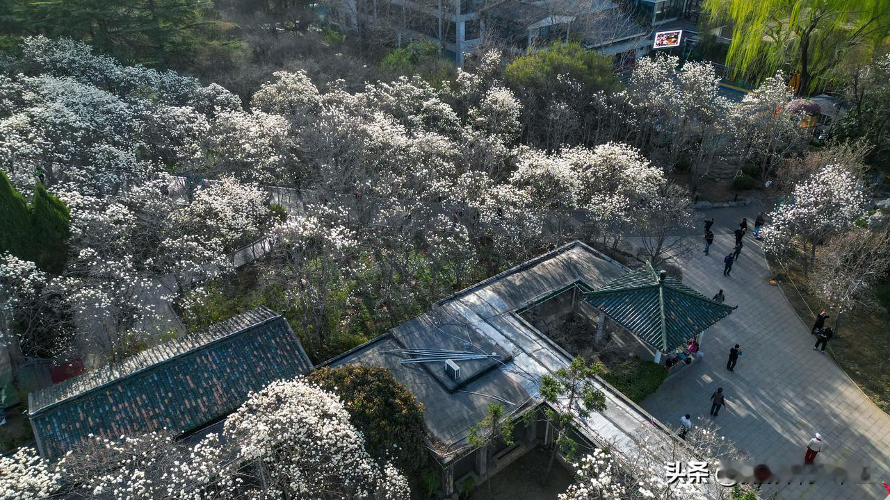 明日即是春分节气，百花公园内的数百株玉兰花正进入盛花期，不少游客前来打卡拍照，美