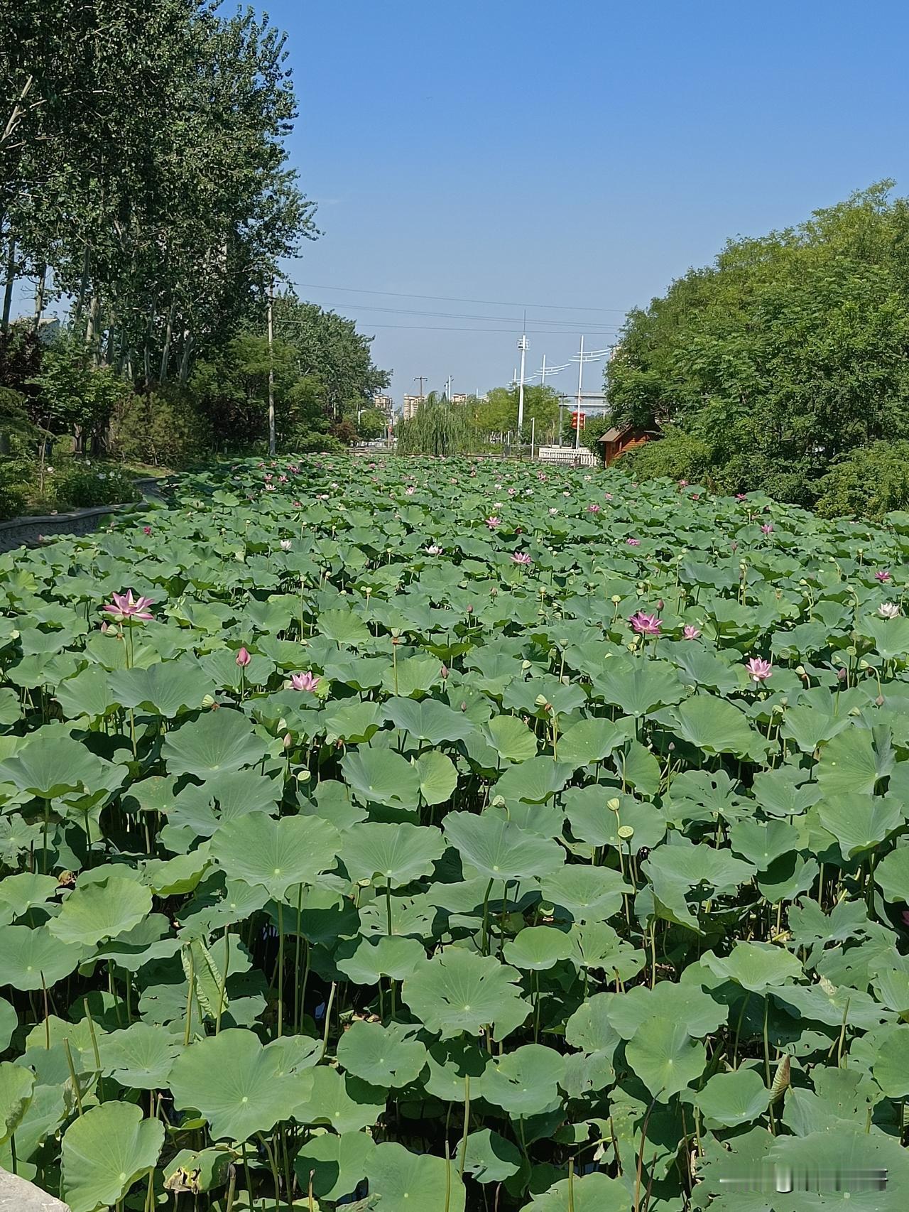 七律·小暑古风
（仄起新韵）
白日曛蒸伏气暑，昏杨倦柳树成荫。
清荷一片红兼绿，