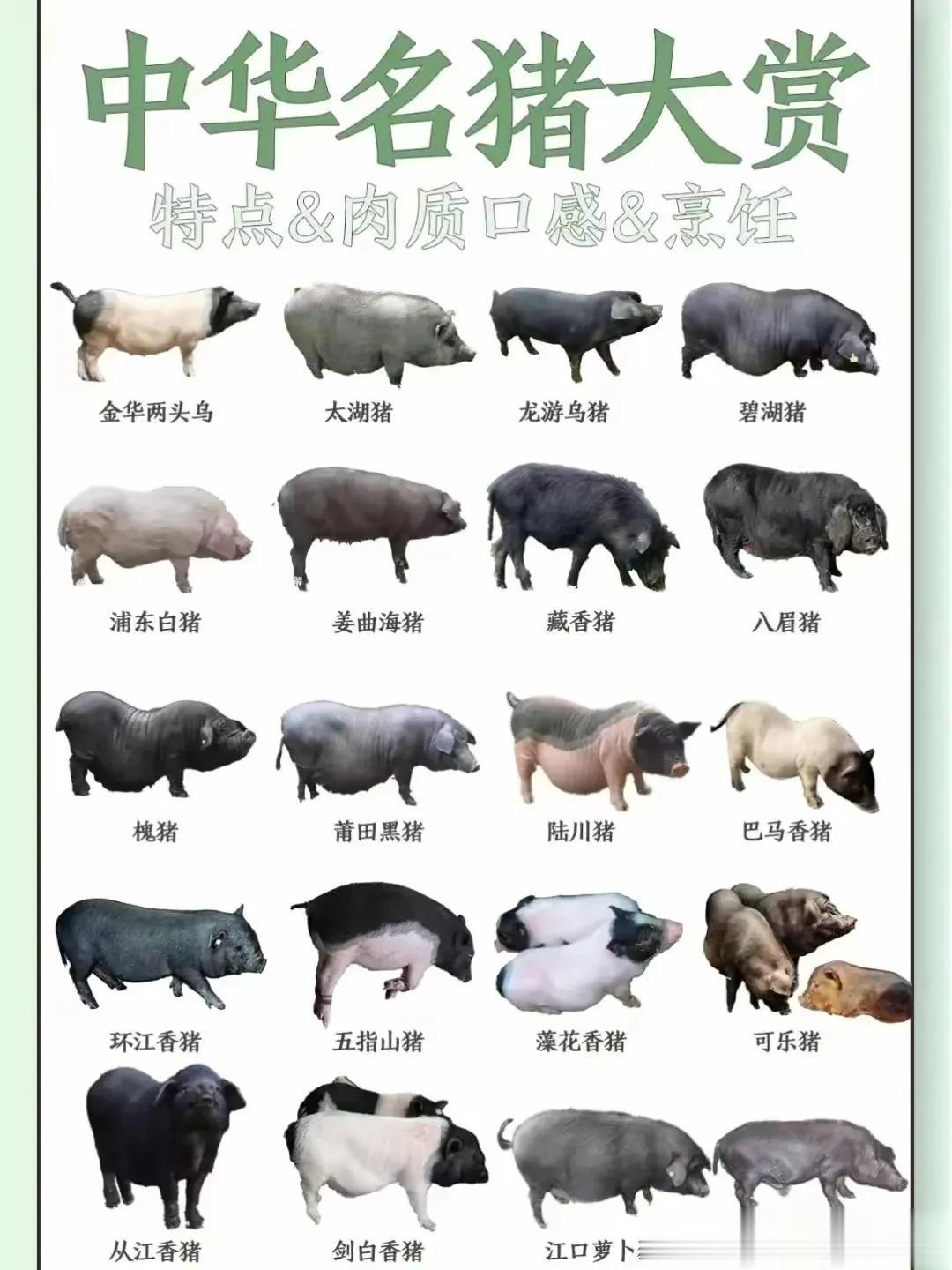 哪个品种的猪肉好吃呢？