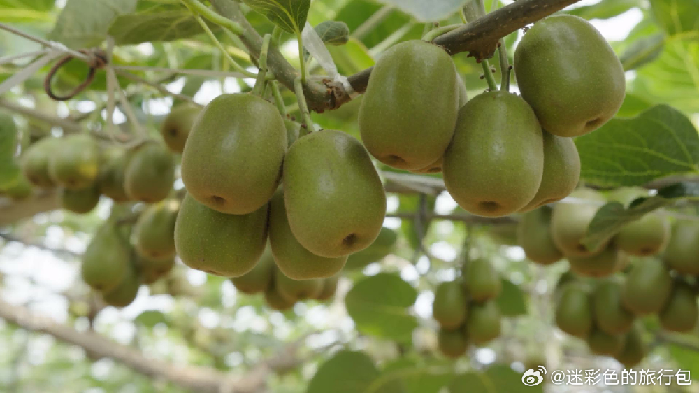 没有人能拒绝一颗甜到心坎坎的四川猕猴桃🥝葡萄、无花果的余味还没散去，四川的秋天