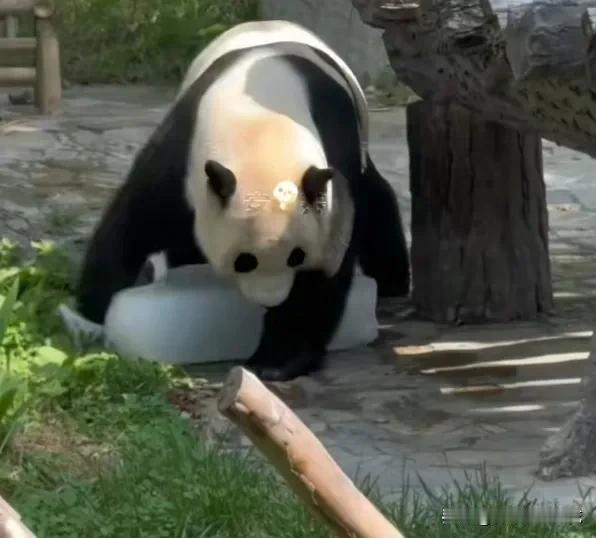 大熊猫到了炎热的夏天，不是都很喜欢趴在大冰块上面消暑吗？怎么到了小奇迹这里就画风