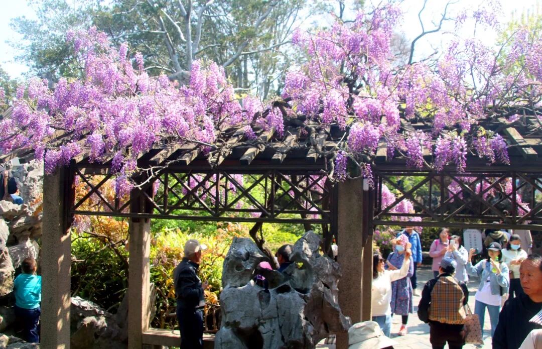 北京树木全都先开花再长叶？花叶时序也有南北差异？林业专家解读