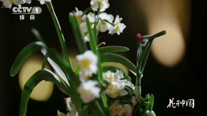 中国手艺人把花养成山水画把水仙花雕刻成花孔雀传统手艺真的太有魅力了，简简单单一颗