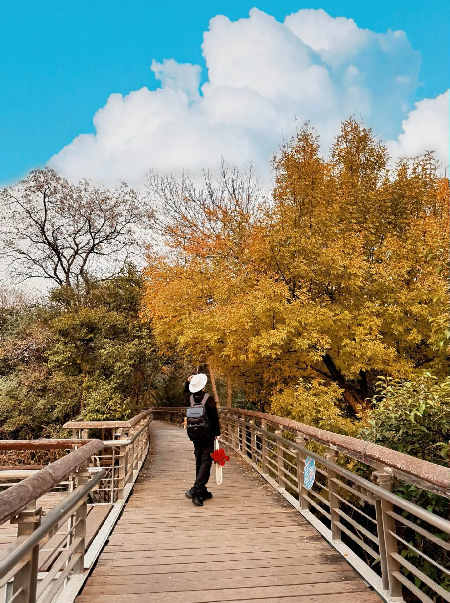 我在济南泉城公园发现一棵树丨秋冬的绝佳拍照机位，11.18拍摄