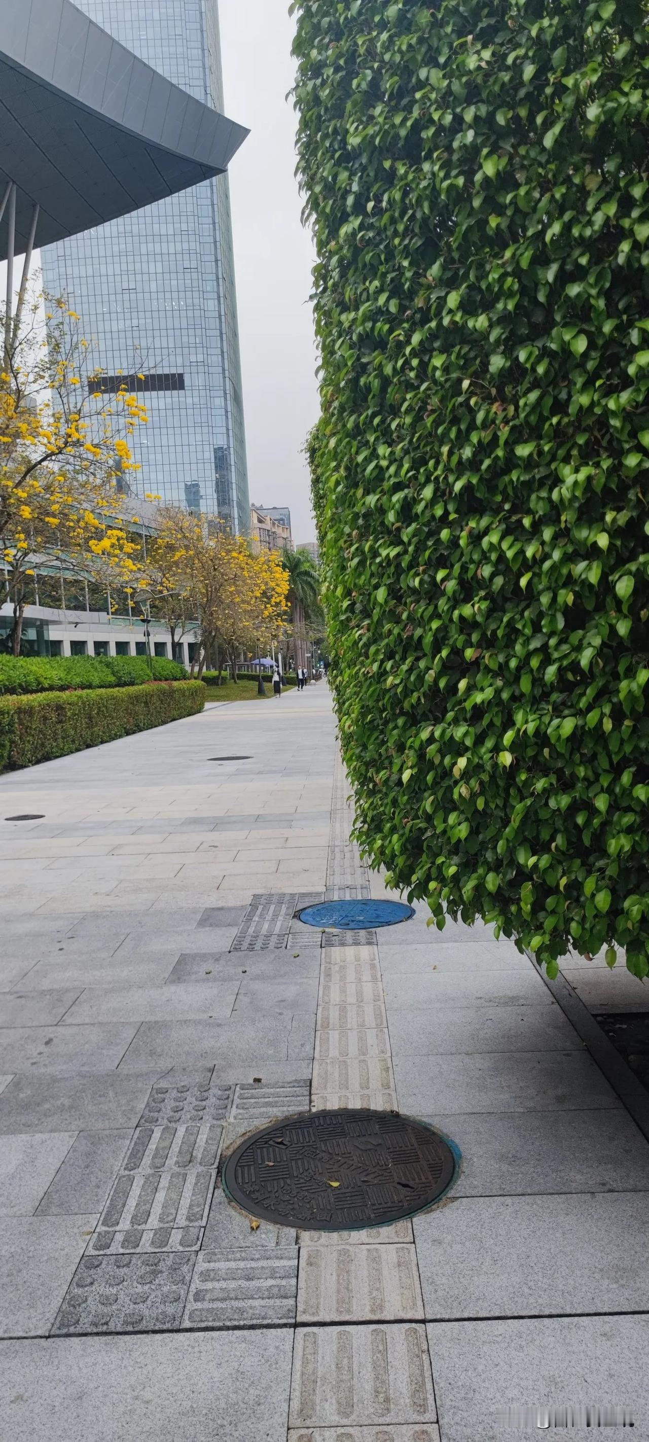 盲道如果修成这样的话，盲人能用得了吗？
图片是在深圳市市民中心前的道路上拍的，这