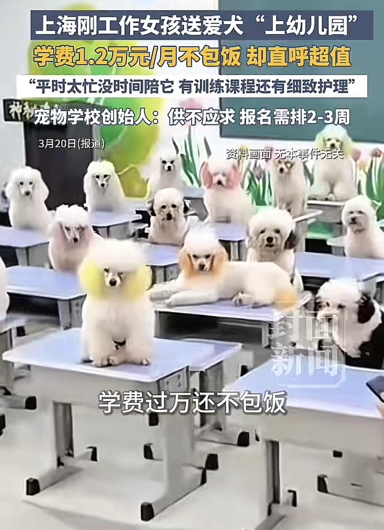 这年头连狗也要上学了。
刷到网友分享自己在路上遇到了狗狗校车，一开始还觉得挺可爱