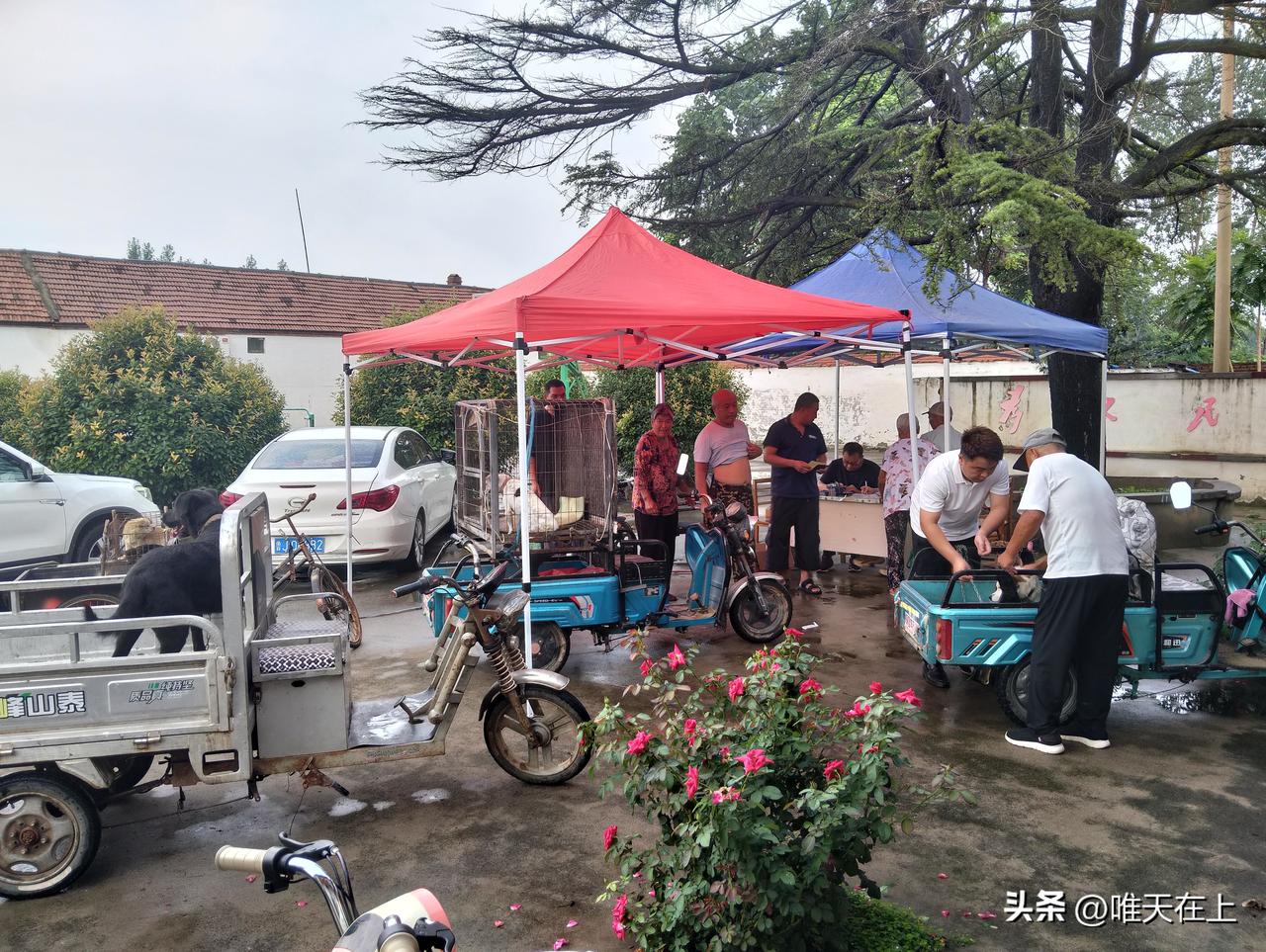 你那里接种狂犬疫苗了吗？
为有效预防狂犬病的发生，党委政府组织兽医部门，逐村进行