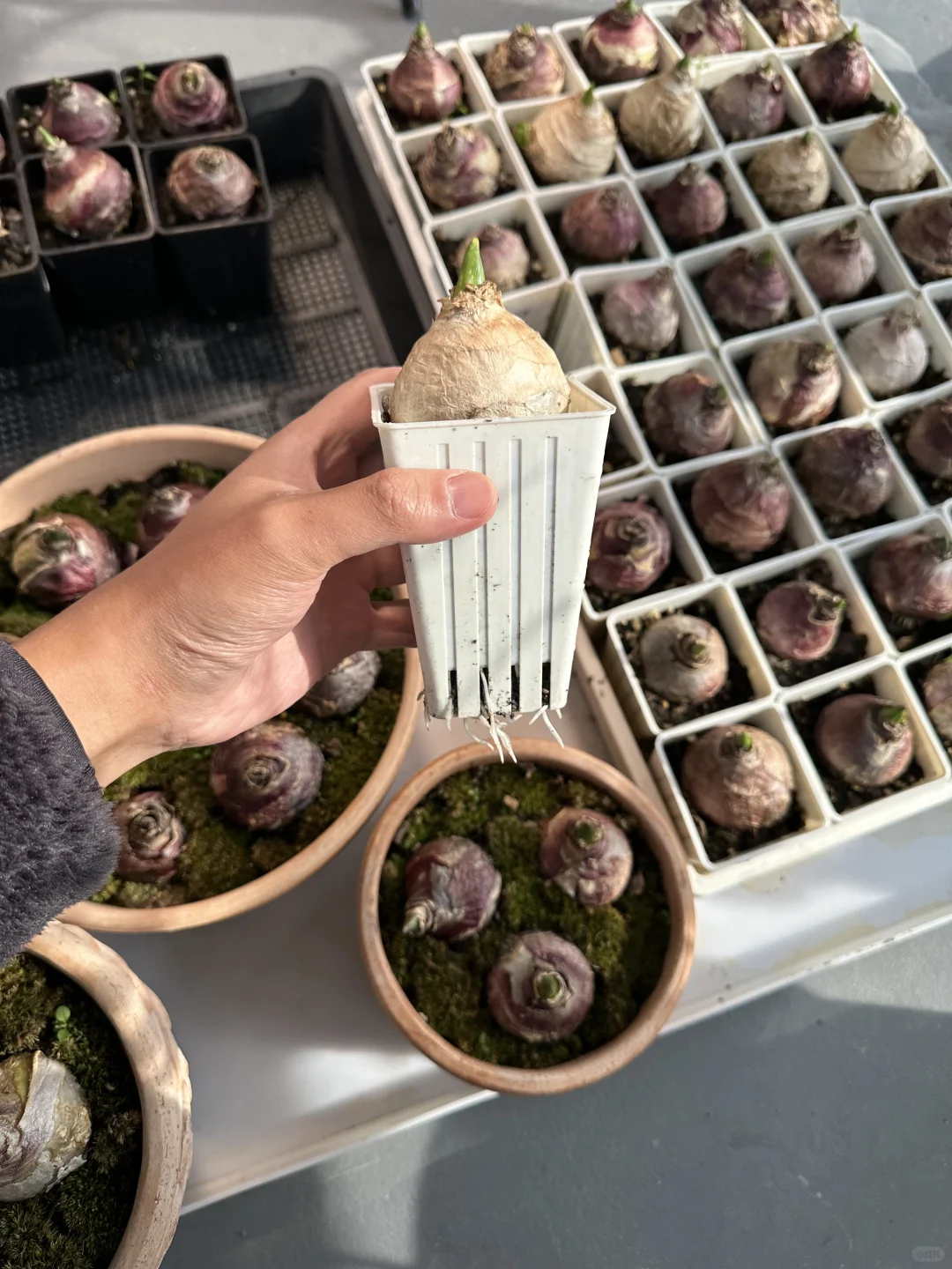 风信子根系都长满了，看着心情就很好