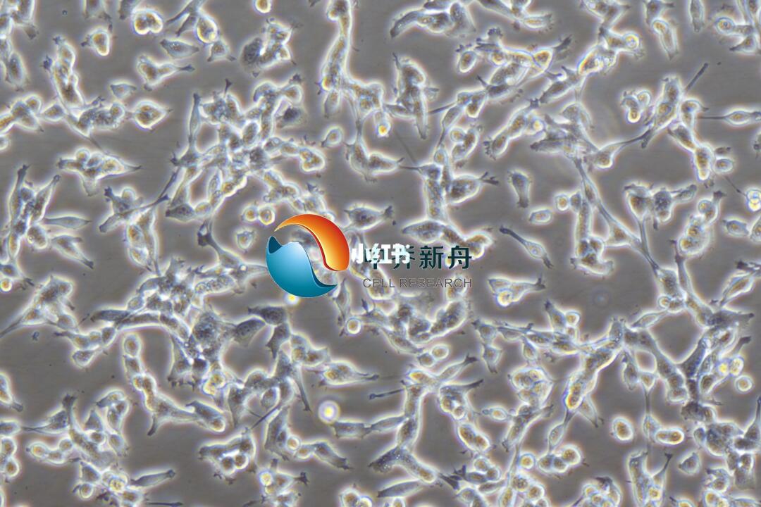 特价细胞之CT26.WT
