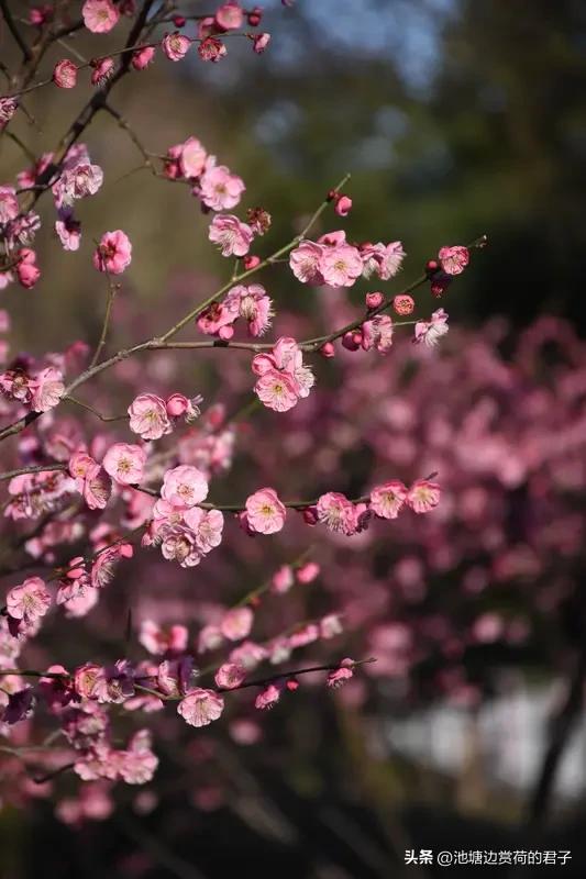 看到“乔迁新苑待梅入”这个上联，感觉特别有意境。乔迁新宅本就是喜事，还等着梅花来