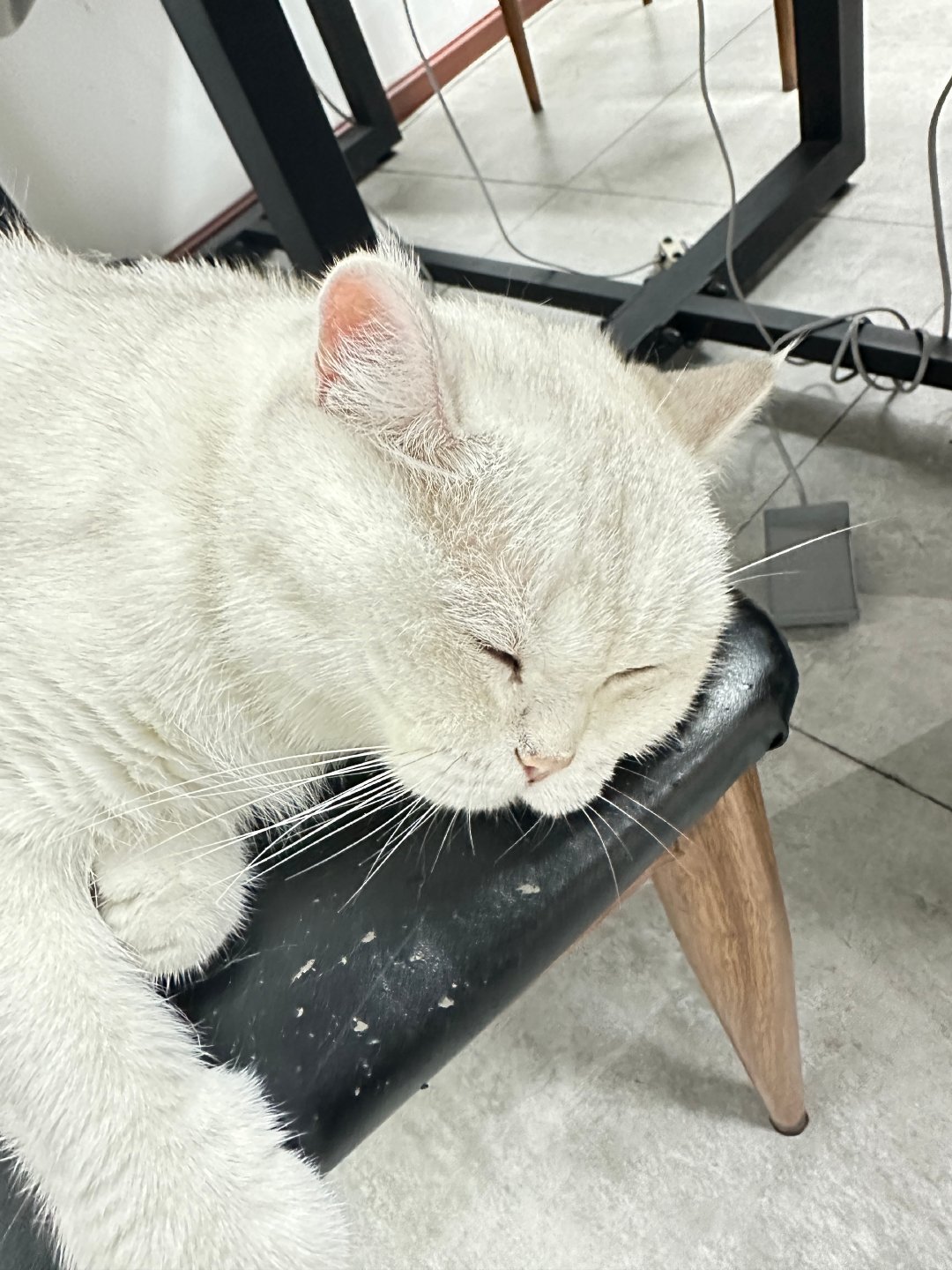 好标准的嘴努子，眼睛里面还有星星 ​​​