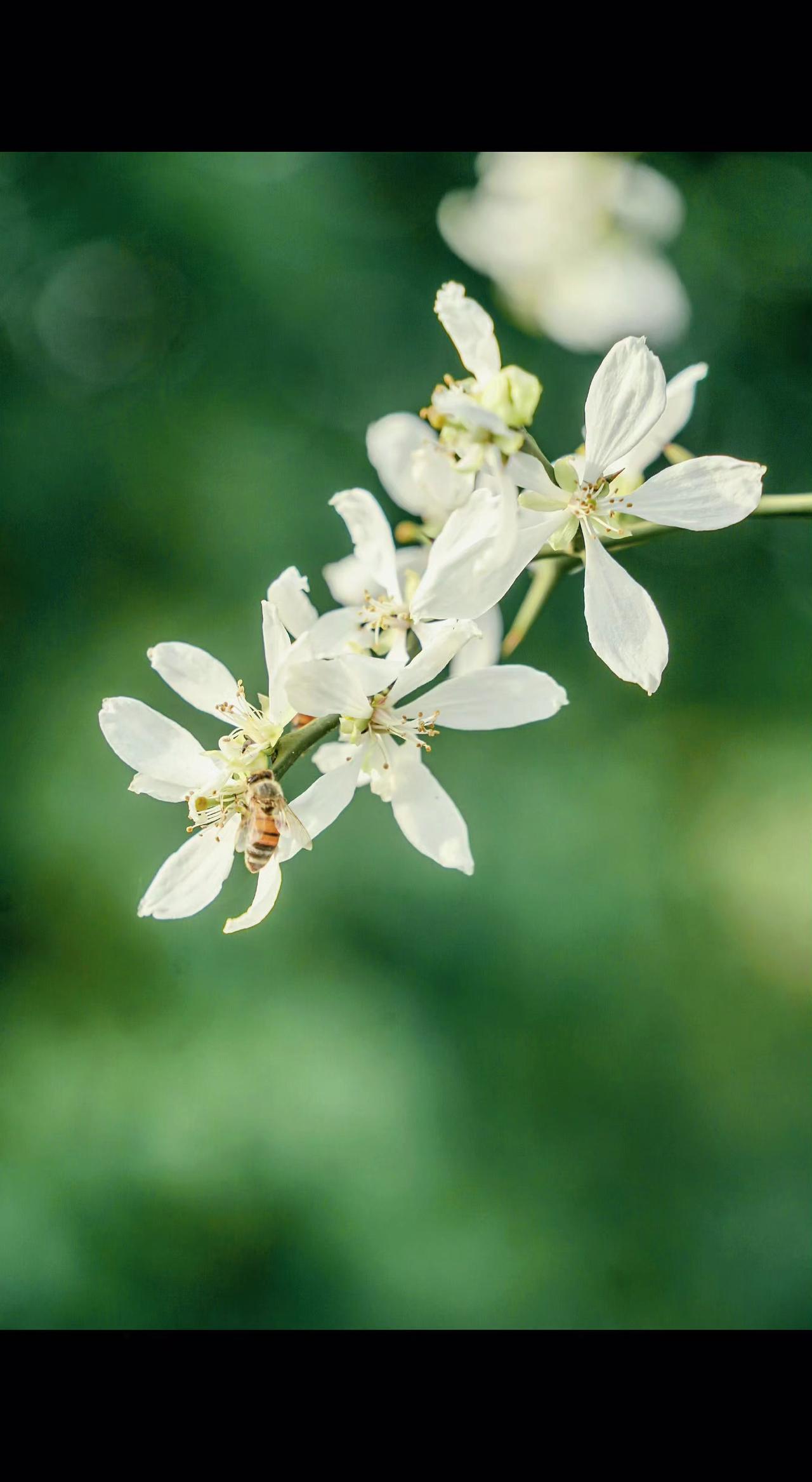 🌿淮北枳花雪，竟引蜂蝶来～
淮南为橘淮北枳，境遇不同，芬芳依旧✨
谁言他乡无春