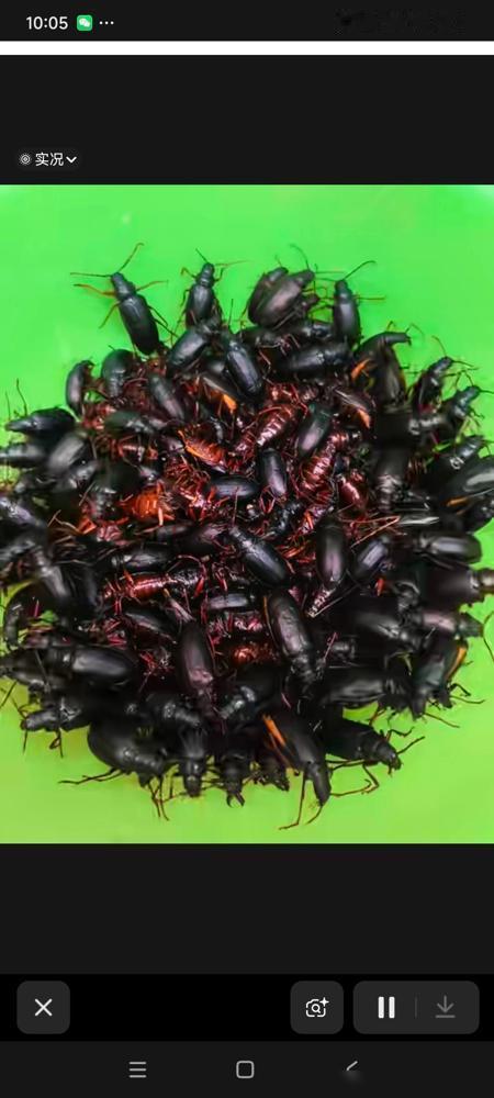 坐标临沂，餐馆一盘50只的山水牛要750元。

给想跟风去抓山水牛赚外快的朋友提