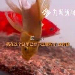 刷到北京一位养鱼博主发的视频，看完我鸡皮疙瘩都起来了。一条本来用来当饲料的鲤鱼，