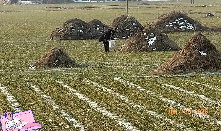 2026年3月30日起实施“深埋不留坟”新规，死者埋入地下，地表不留坟头或碑，可