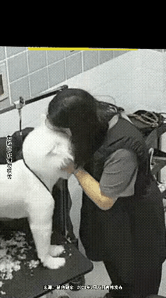 她对它温柔以待，像妈妈对孩子；它对她，是个叛逆的孩子。以后估计不敢这样和宠物亲近