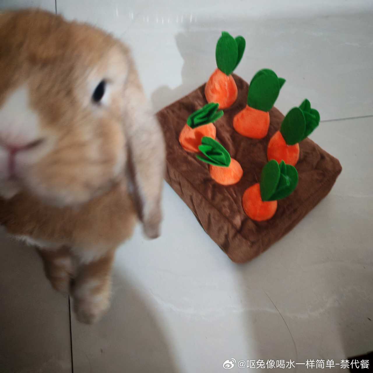 15043🐇【笨兔】朋友给兔买的玩具但是兔不会玩（孩子虽傻但萌[兔子] ​​​