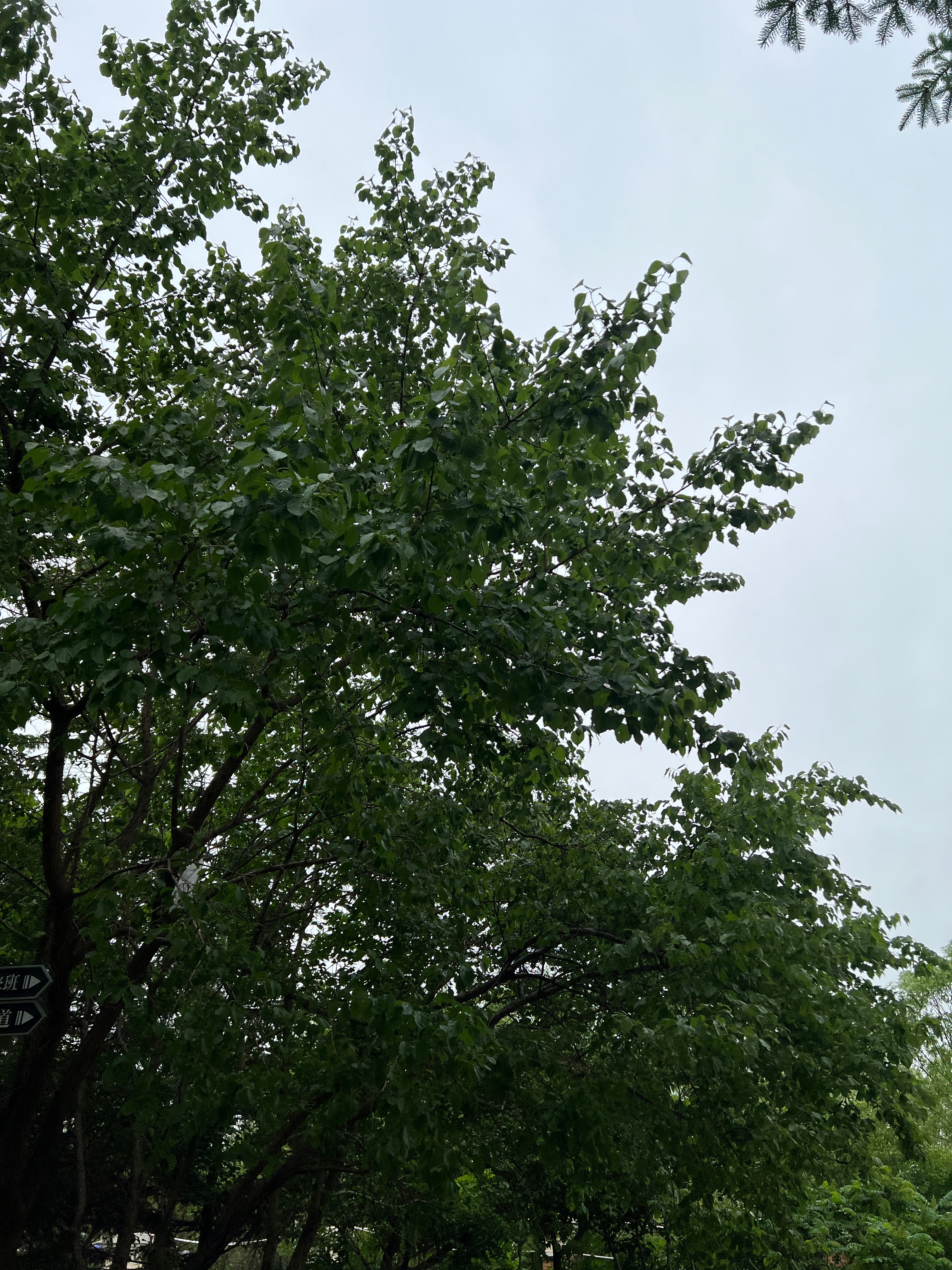 今早出门听到很多鸟叫声，但看不到鸟儿在哪，脑海里出现了一句歌词，那天山里的鸟叫声
