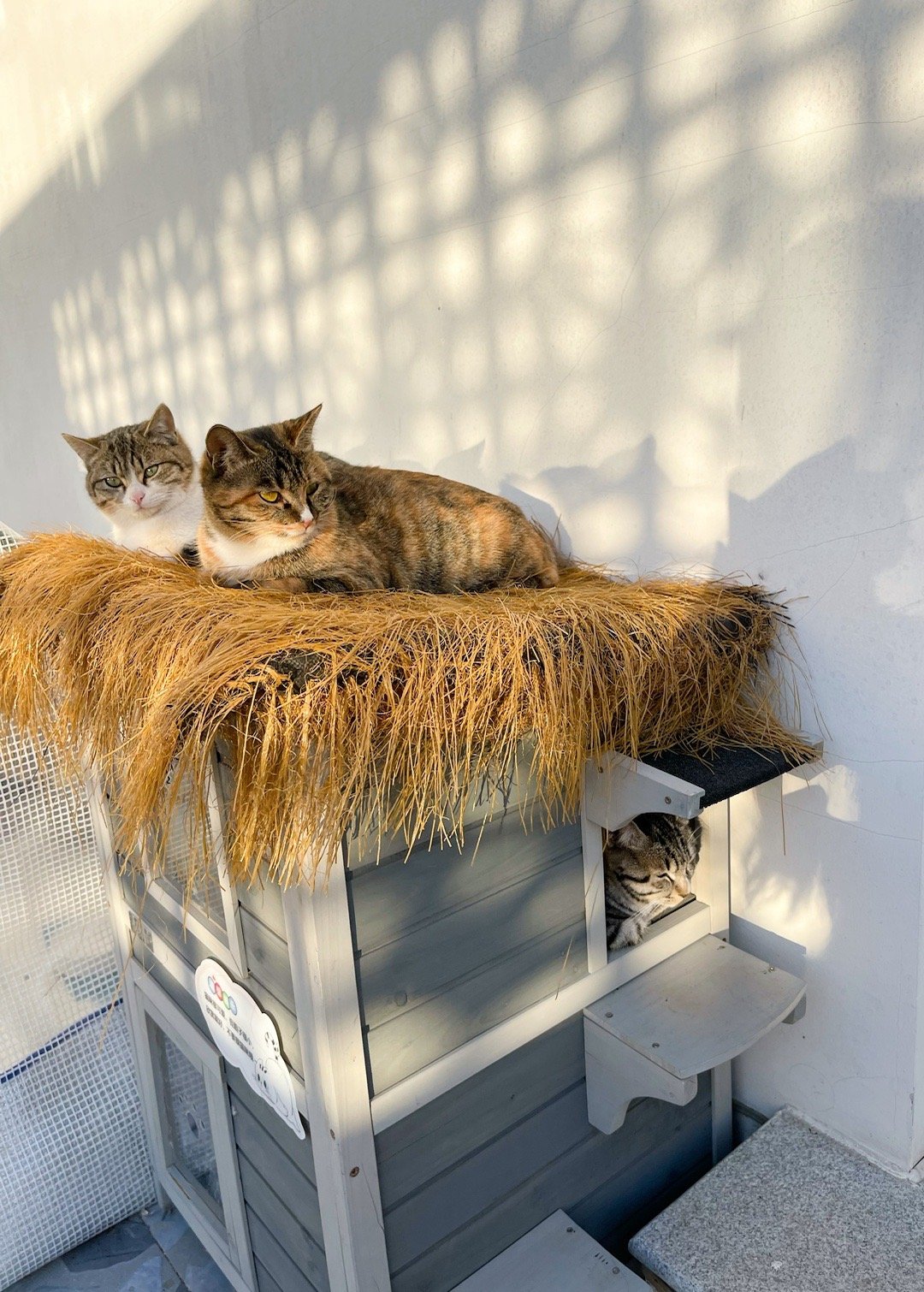 很多时候，我真的会觉得，和小动物相处，比和人相处，情绪价值高多了。 