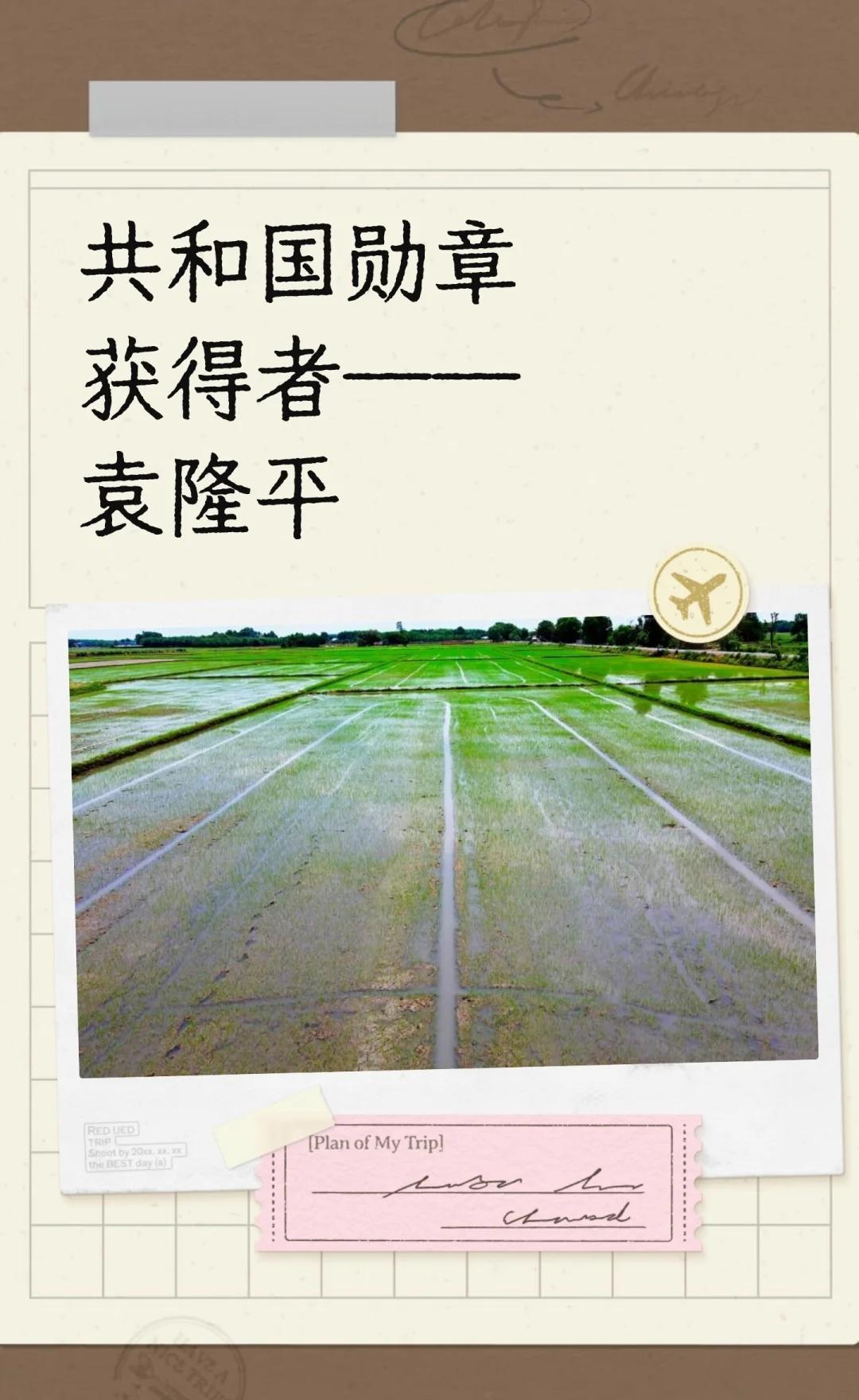 共和国勋章获得者——袁隆平
袁隆平通过杂交水稻技术，成功解决了全球粮食安全问题，