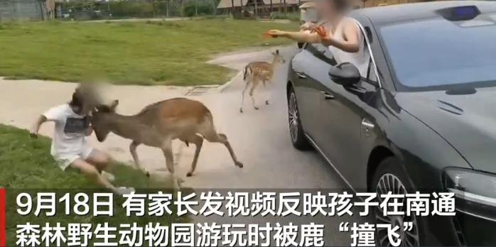 女童在南通动物园被鹿“撞飞”，园方一句“加强提醒”就完了？自驾安全谁来兜底？
