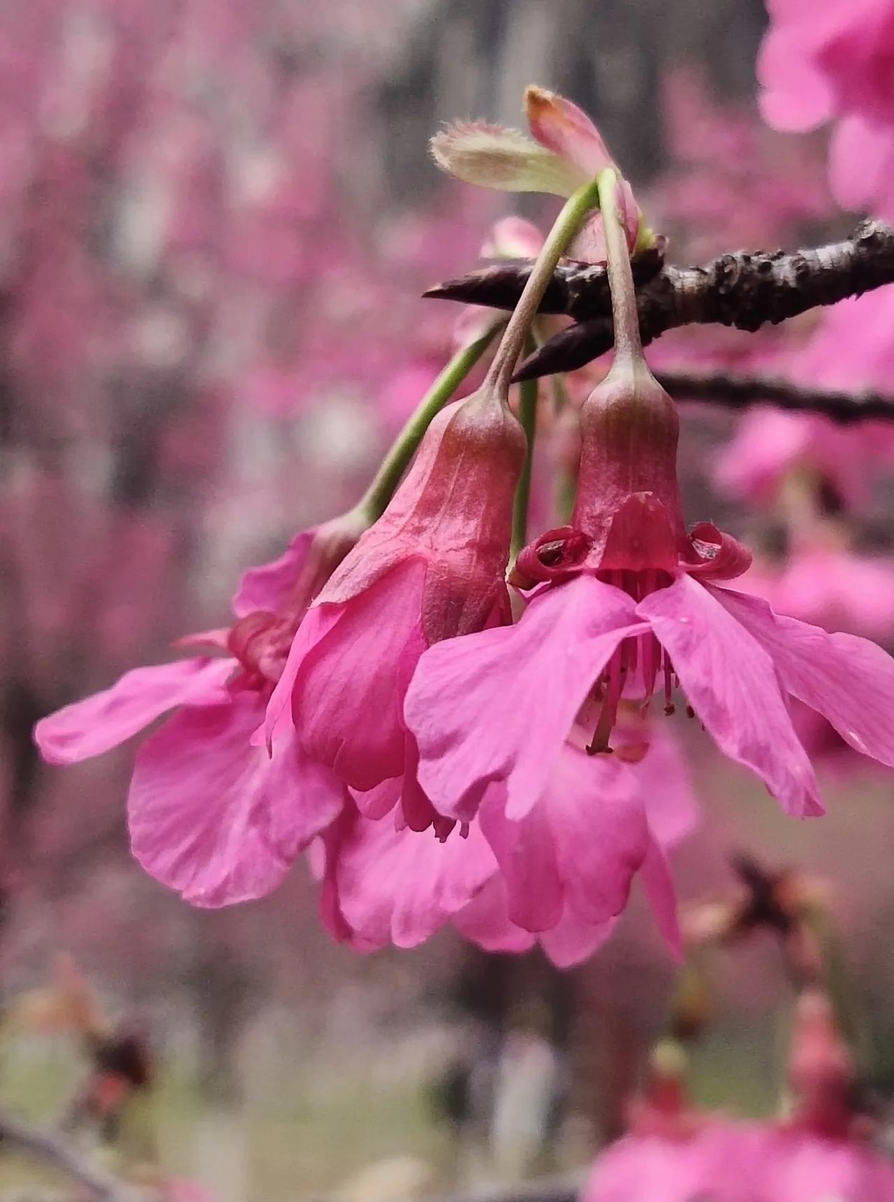 春暖花开美三月