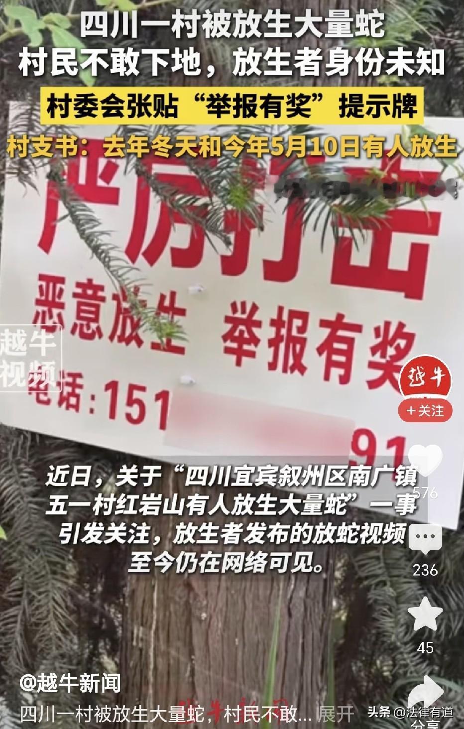 别让“放生”功德成了恶梦！四川宜宾有人放生14网袋蛇，在山头成片倾倒、放生，并配