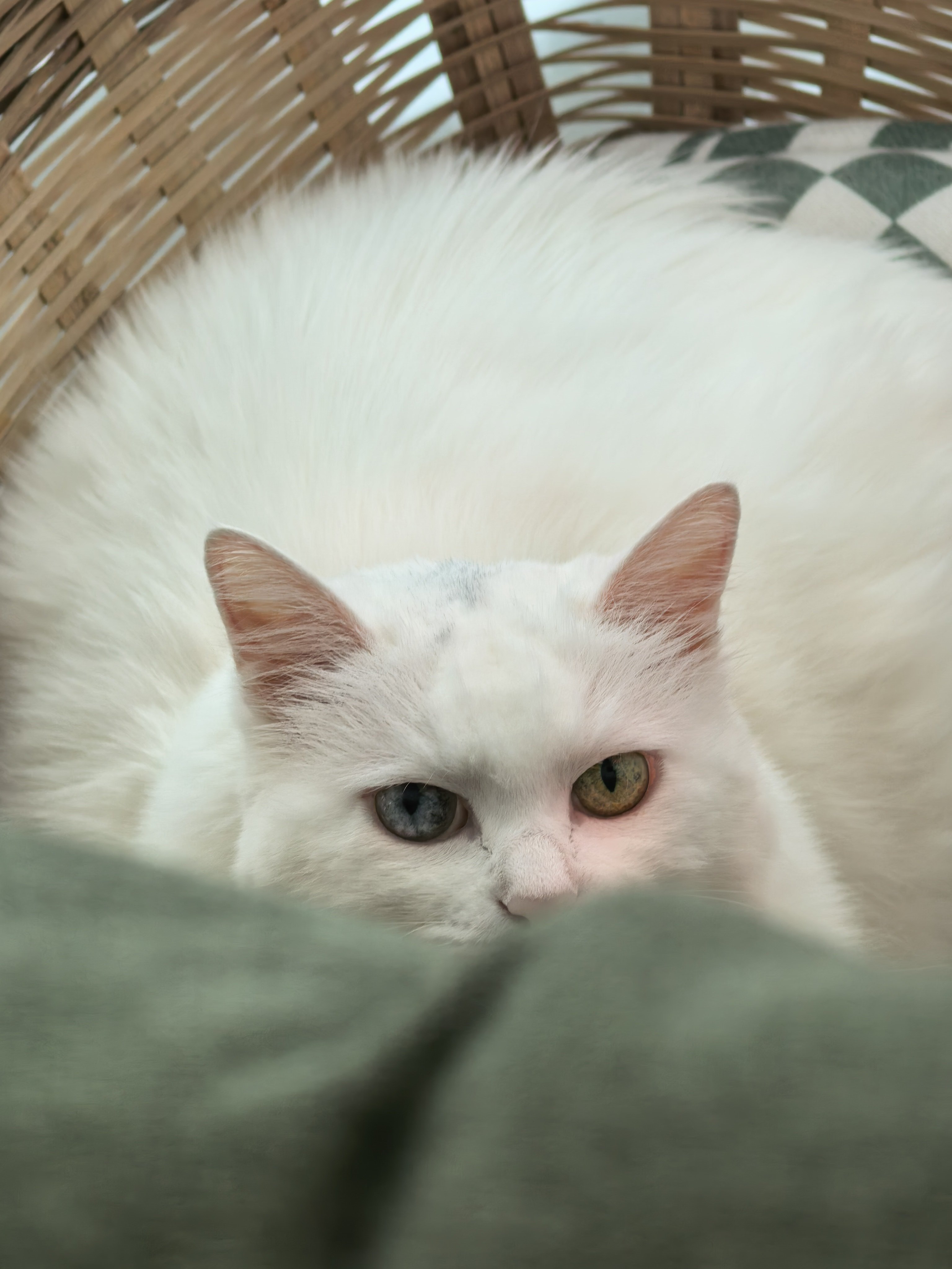 偷拍小猫咪被发现了[摊手] ​​​