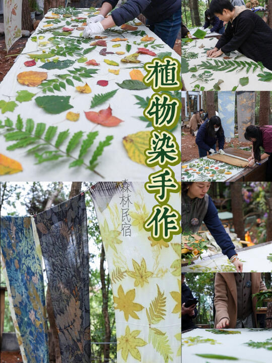 女神节出圈‼️百亩森林里的手作植物染🌿 🌳 **活动亮点 1️⃣ ...