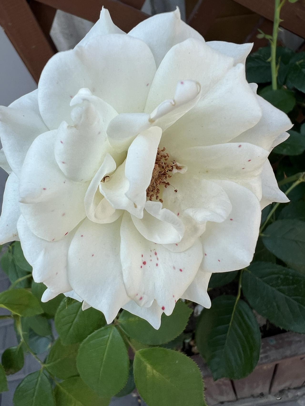 五月，社区里的人行道花坛成了月季花的天下。红的似火、粉的似霞、黄的明艳，还有渐变