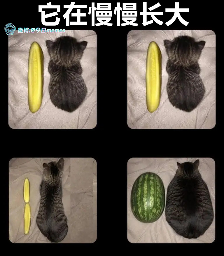 见效（9gag）哎呀 ​​​