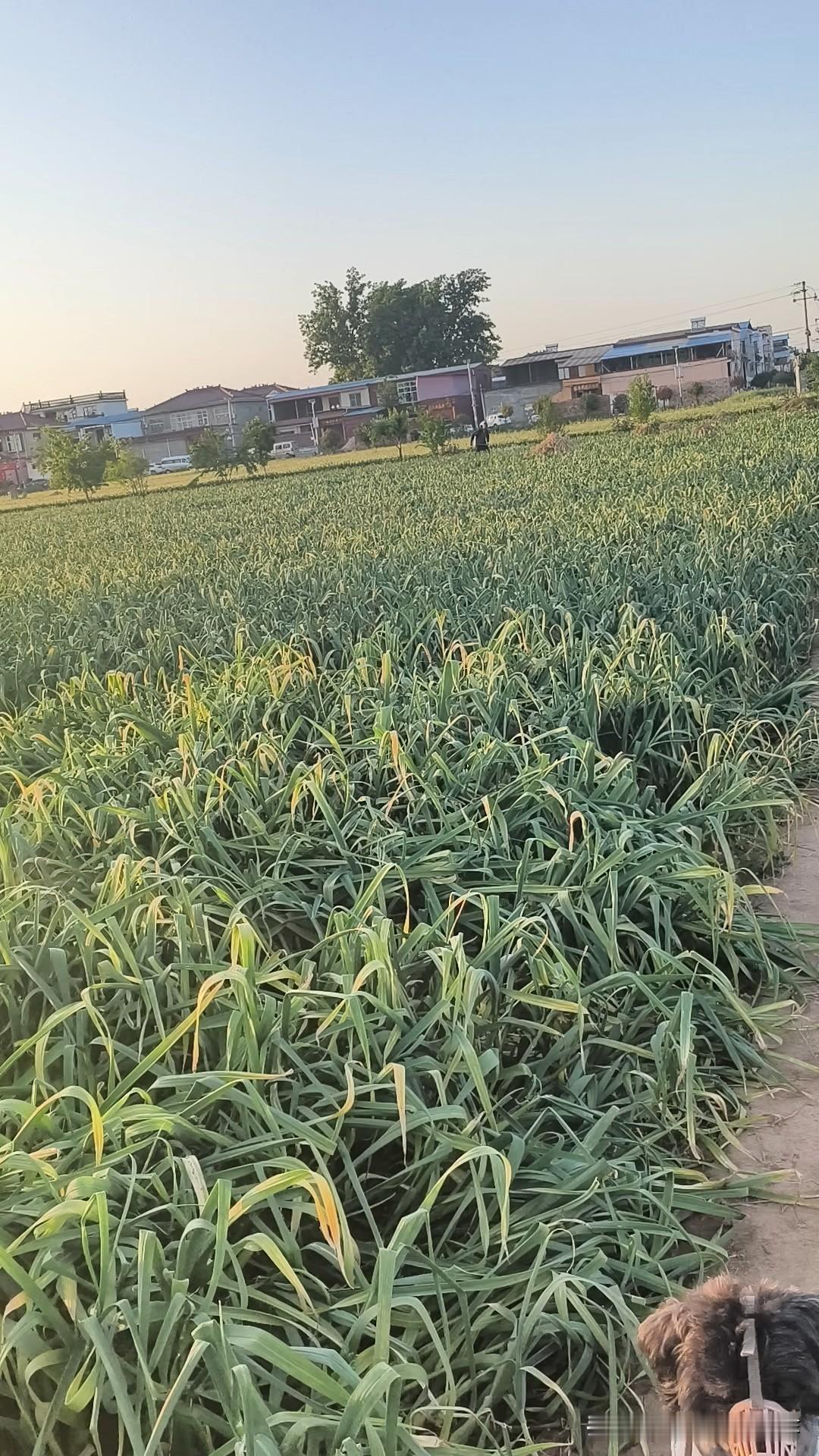我做了个决定，再回老家时得去村里转转，真的，我做这个决定和一个梦有关。

平常我