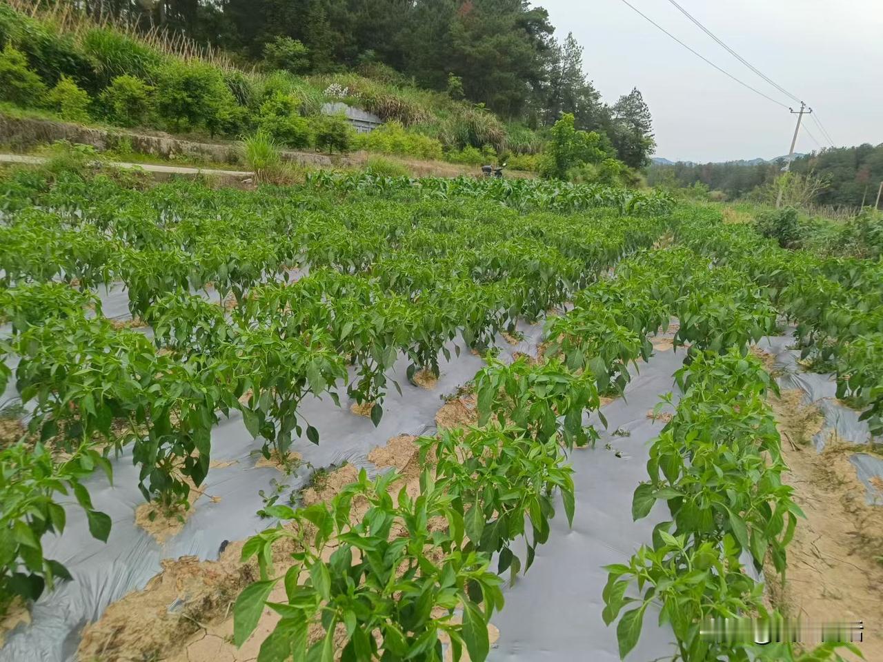 我老婆经常怪我，意思在家里，我经常不关注俩娃的学习，我真是有苦难言。因为我压根不