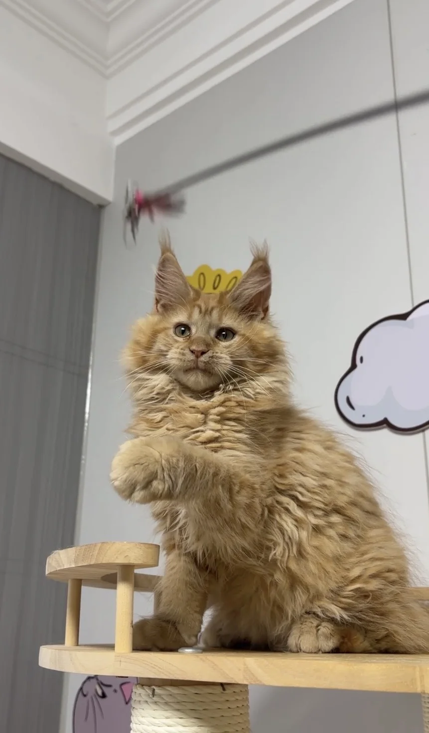 长沙➗猫
