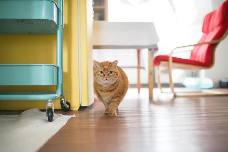 74岁的“肥猫”郑则仕再次辟谣去世传闻，称自己暴瘦70斤是为了健康减肥。
郑则仕