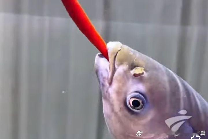 鱼塘主坚持2年用辣椒喂鱼 用辣椒喂鱼其实很科学，因为鱼虽然有痛觉，但它们确实无法